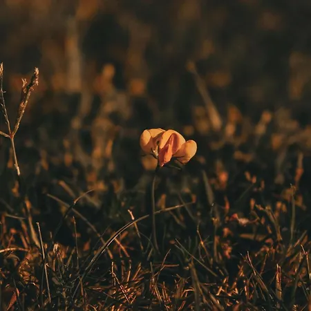 Panzió Fonte Ferrere